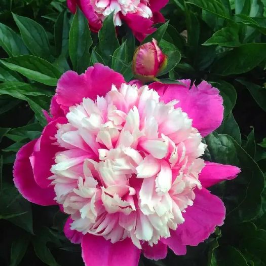 江油市白芍芽头 多瓣花芍药卖鲜花品种  重瓣红花白花品种 现挖现卖