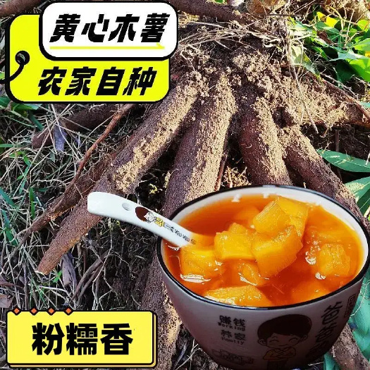 广西华南9号黄心木薯粉糯香甜糖水店同款
