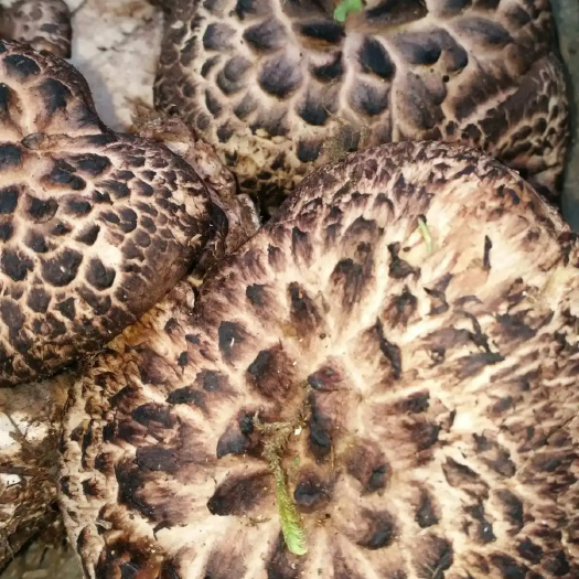藏区高海拔纯野生自然晒干黑虎掌菌干货整朵