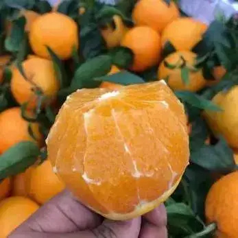 秭归县湖北宜昌秭归长虹脐橙皮薄色鲜肉脆汁多香味浓郁酸甜可口