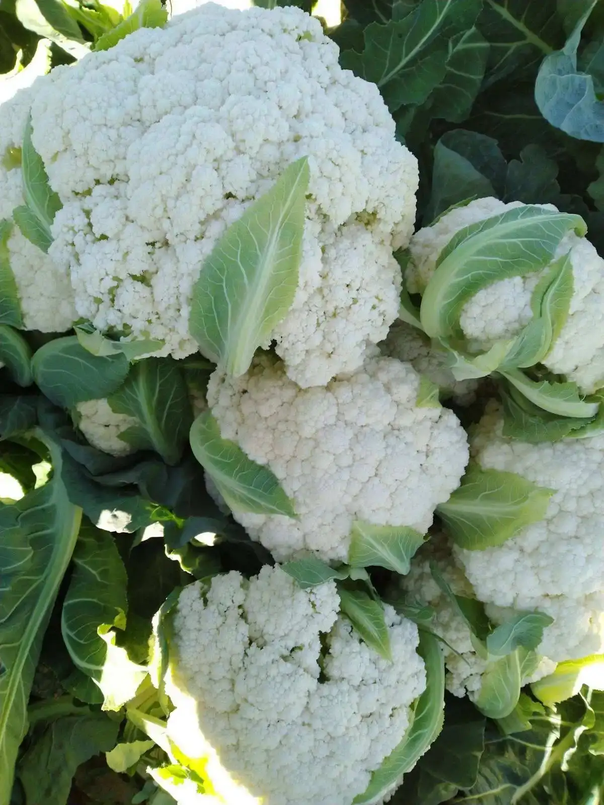 新鲜河南花菜来自通许县优质蔬菜基地直供