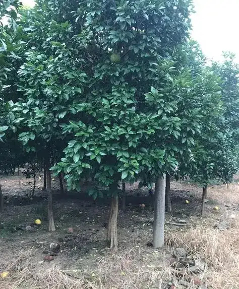 宁波香椽树香泡树胡柚树大量供应，欢迎电话咨询