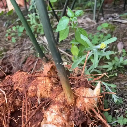 铜仁滇黄精  黄精