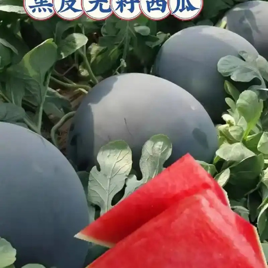 大荔县无籽西瓜
