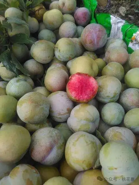 当阳市味帝李子苗，果个大核小果肉呈红色其味脆甜多计