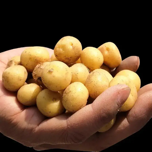土豆种子微型暑