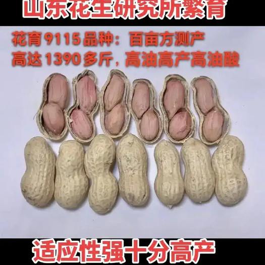 民权县花育9115  中大果品种 高油酸 更优质产1790斤