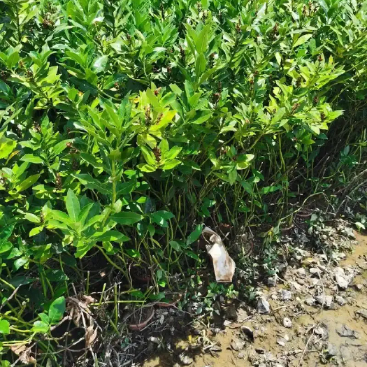 漳州老鼠簕， 海猫簕 ，咸猫薯， 茛芀花现摘新鲜发货