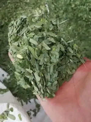 遂溪县相思叶