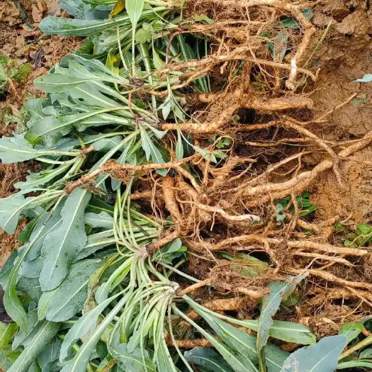 曹县山东曹县北板蓝根 中药材根茎类 环境友好速发货