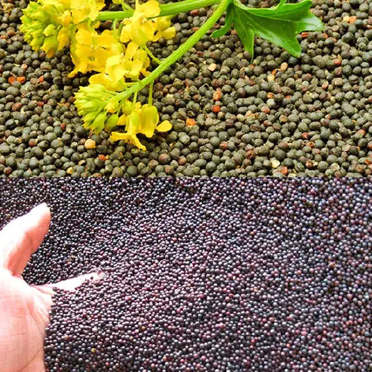 满洲里市满洲里 俄罗斯油菜籽 大量出