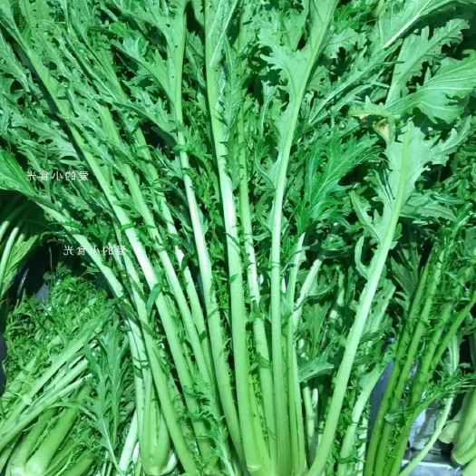 洋县新鲜雪里红菜
