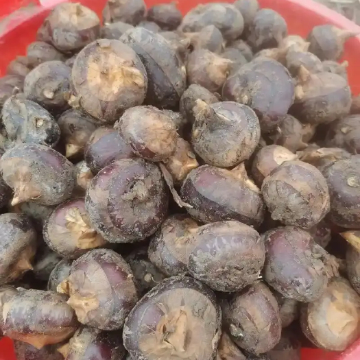 贵港广西马蹄出售