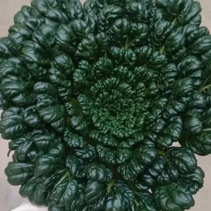 如皋市如皋黑塌菜