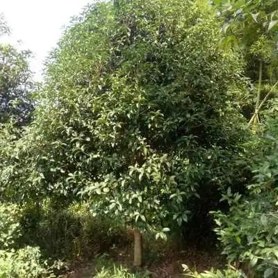 黄金桂花树 苗木花草 优质乔木 便宜卖武汉江夏发货