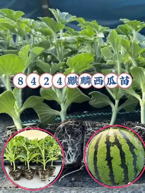 宿州宿州埇桥供应早佳8424西瓜苗 水果种苗基地发货 品质有保障