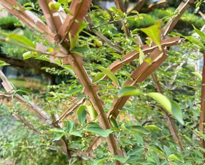 鬼箭羽，带杆羽，量大价格优惠，可长期供货，欢迎咨询！