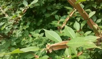 鬼箭羽，带杆羽，量大价格优惠，可长期供货，欢迎咨询！