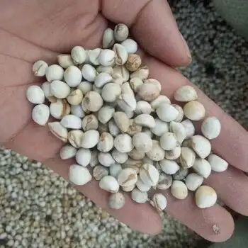 峨边县乌桕籽
