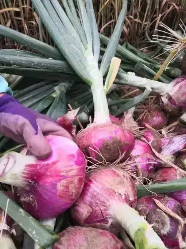 建水县洋葱