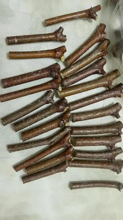滨州枣树结穗
