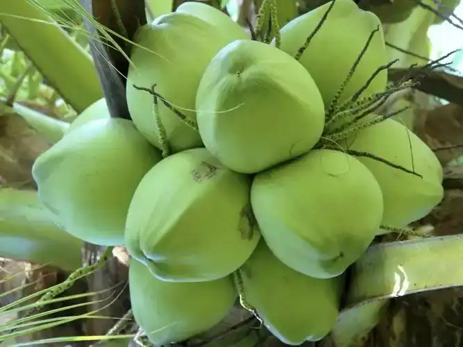 渭南椰子