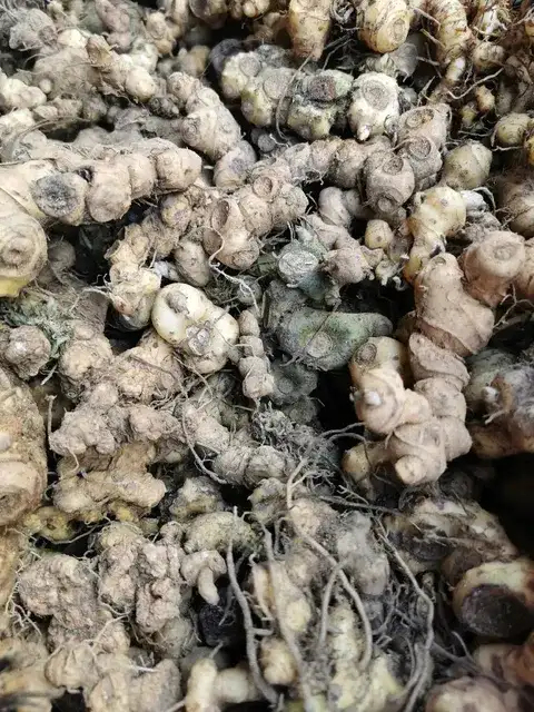咸丰县滇黄精