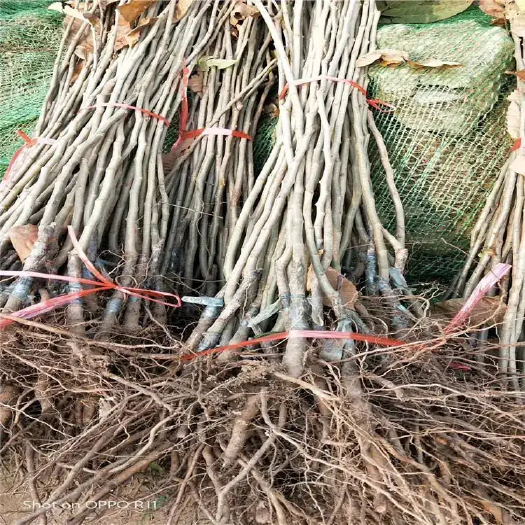 枣庄栗子苗，棵大，粗壮
