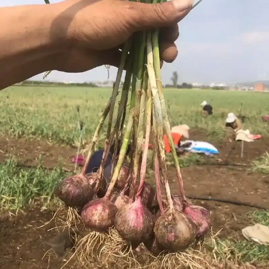 北镇市辽宁新鲜紫皮独头蒜代办6月份大量上市，有需要的老板联系