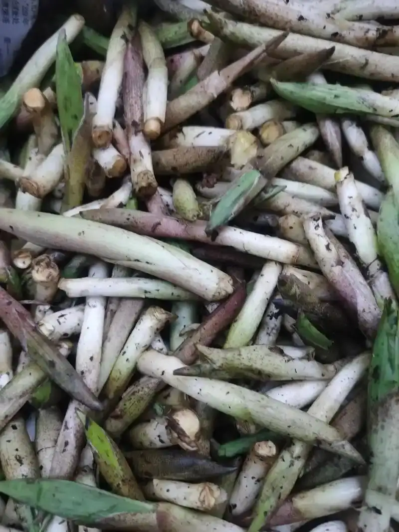 云南怒江新鮮空心菜生態(tài)種植現(xiàn)摘現(xiàn)發(fā)