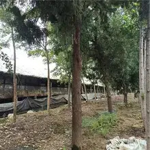 曲阜市侧柏树，大树，直径15-25高约5-6米