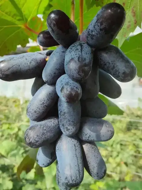 卢龙县奇异指葡萄苗：及早熟，自然大颗粒，香甜可口