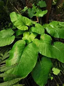 剑河县荞麦大叶百合种苗种篮球供应