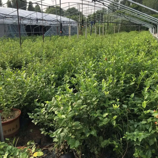 莒南县山东蓝莓苗 f6 和 l25