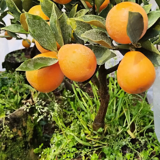 灵山县脆蜜金柑果树苗