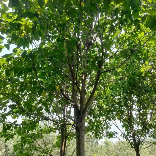 阜南县现有大量楸树苗20万棵，出售。安徽阜阳。有需要的朋友可以联系