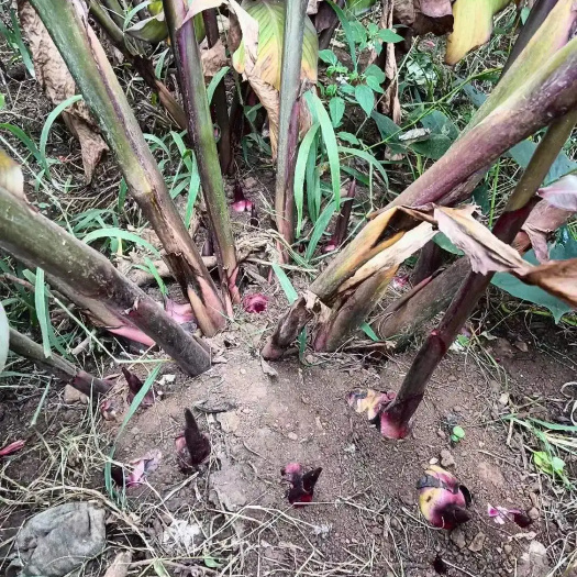 温岭市芭蕉芋
