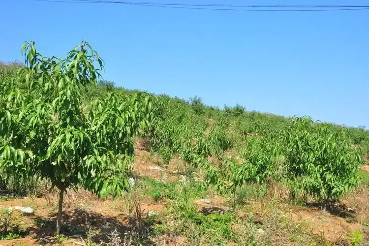 武汉果园合作种植