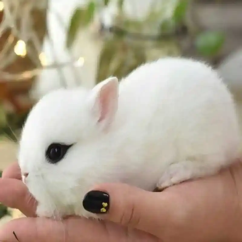 宠物兔
