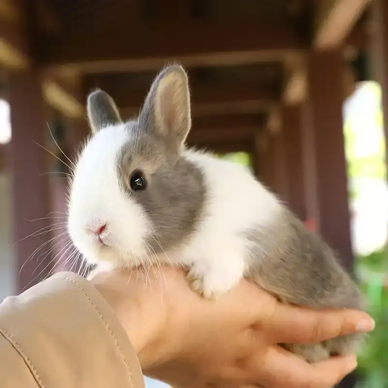 宠物兔