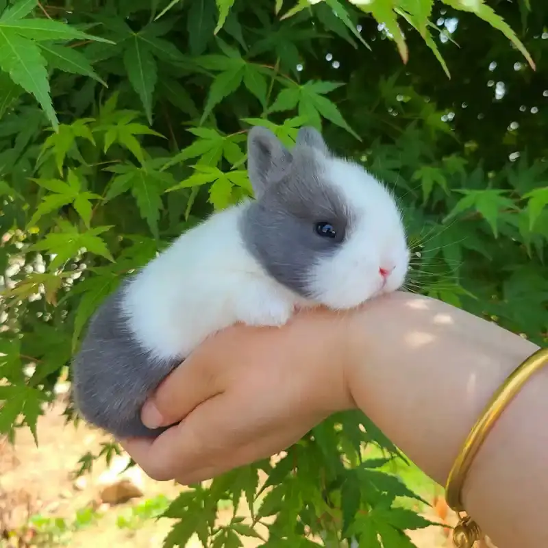 宠物兔