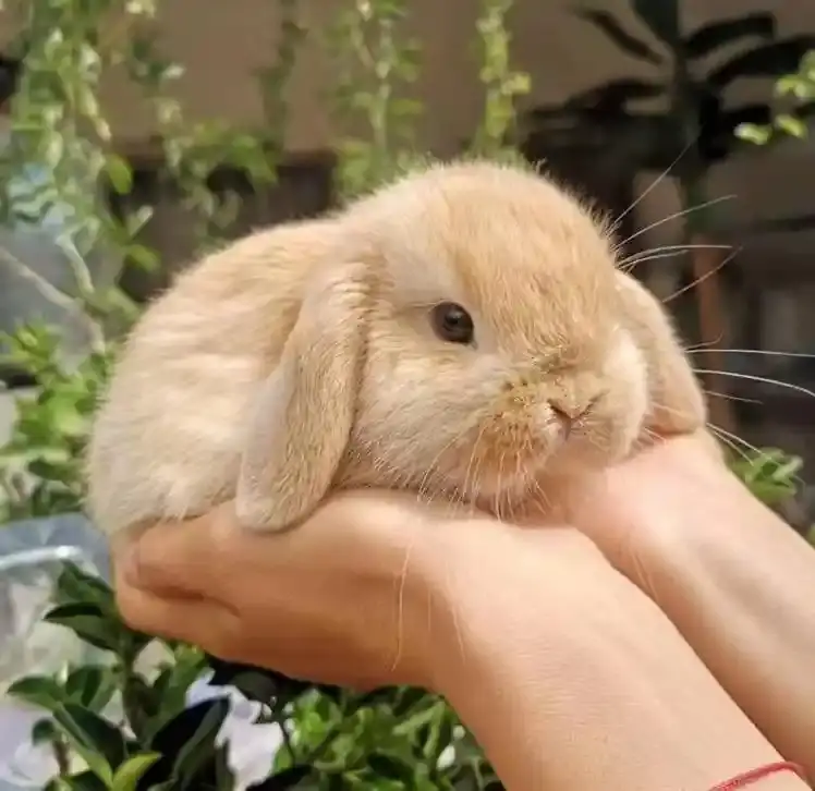 宠物兔