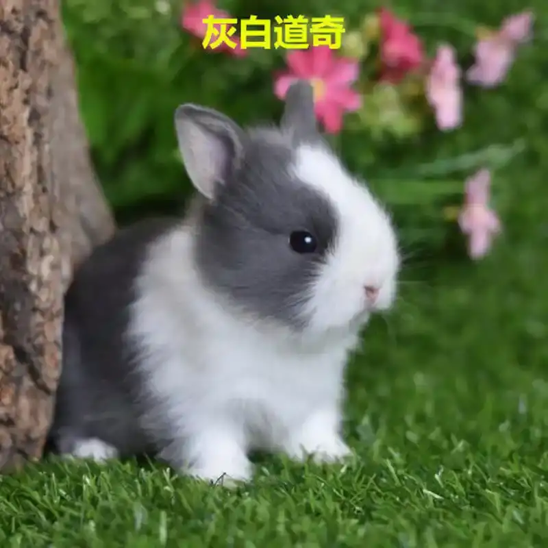 宠物兔