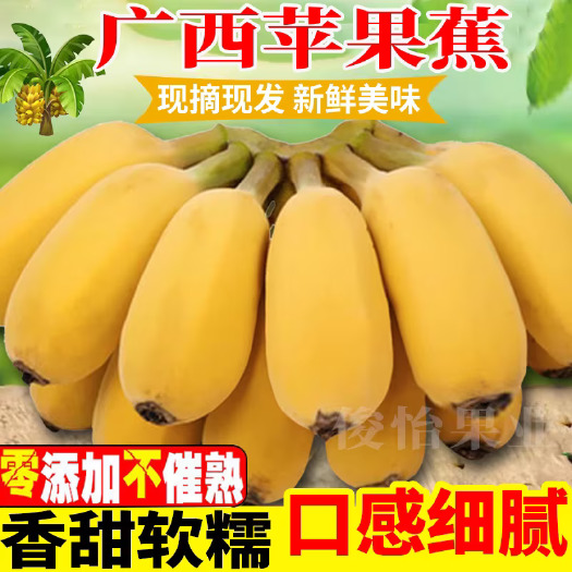 南宁广西新鲜苹果蕉小香蕉当季水果香焦芭蕉整箱9斤现摘现发一件代发