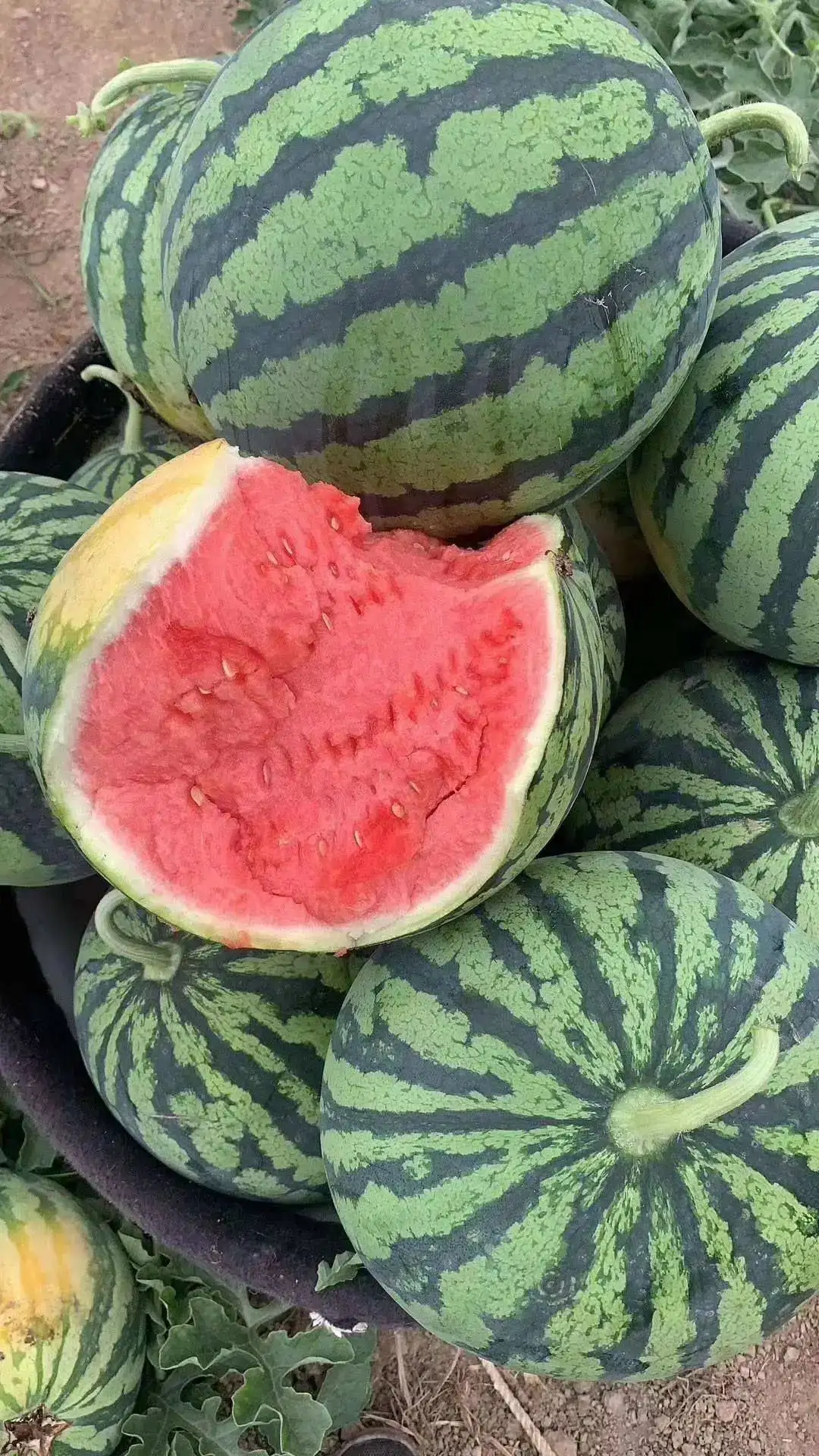 【推荐】陕甘宁美都西瓜,质量保证,产地推荐一手货源