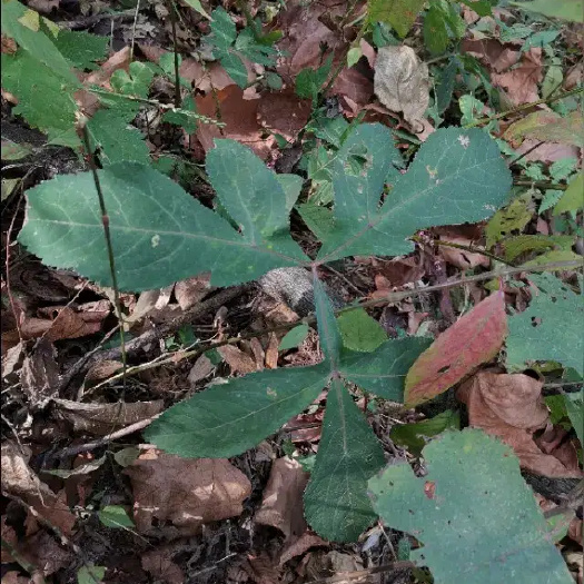 黄石紫花前胡苗，前胡(紫花)，土当归土人参，破结散淤，一元一颗