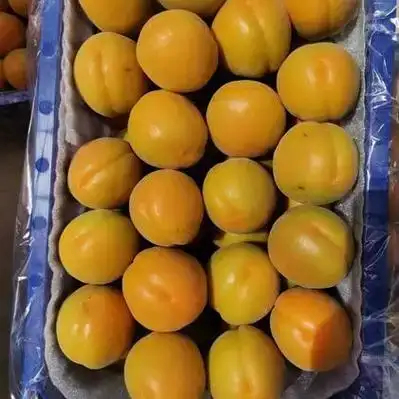 高台县张掖甘州区珍珠油杏