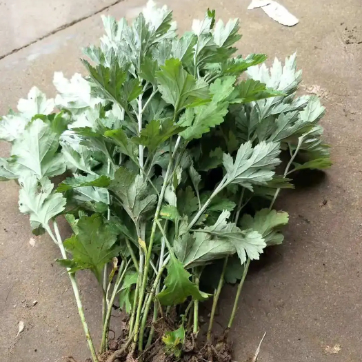 营山县艾草苗