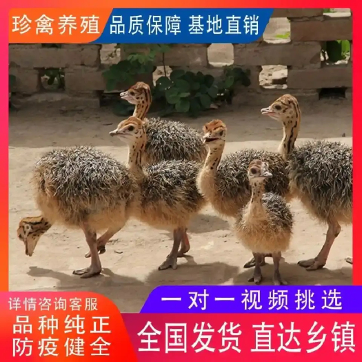 济南非洲鸵鸟苗成年可以长到300斤