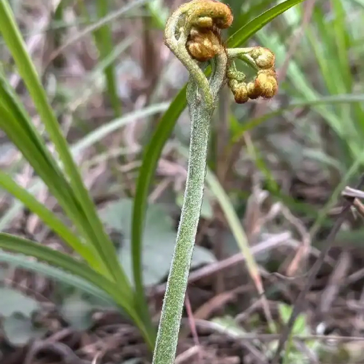 大关县新鲜蕨菜鲜货